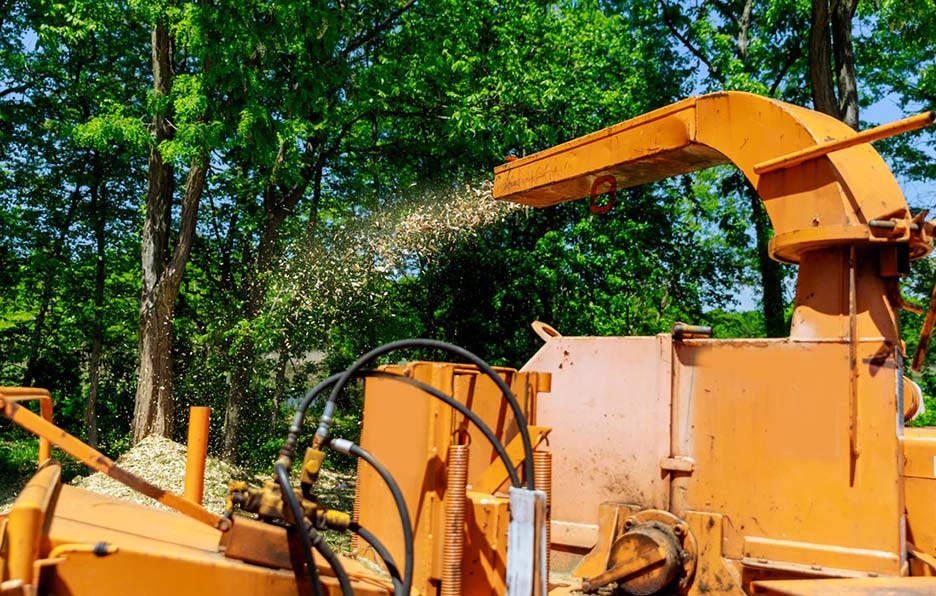 Cost-low Tree Service & Landscaping Arborist Services